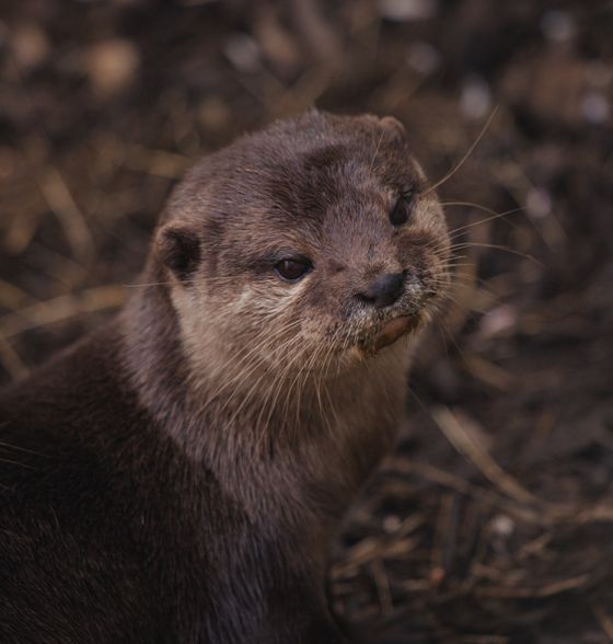 カワウソ