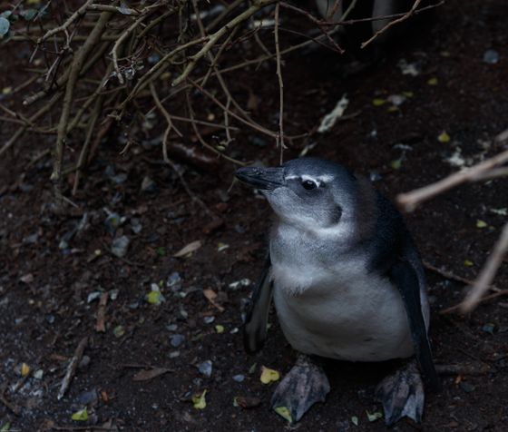 ペンギン