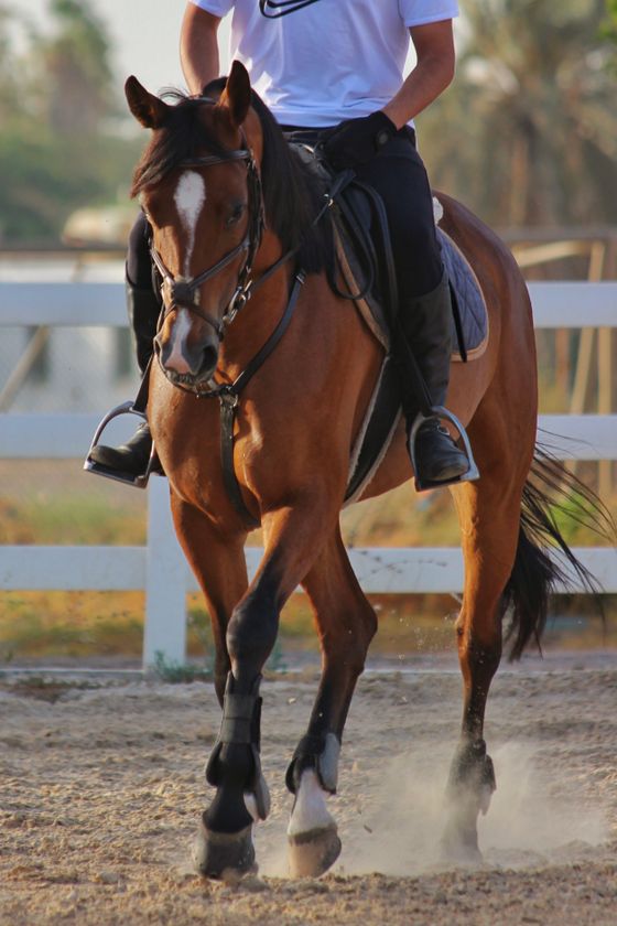 乗馬