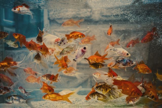 水族館